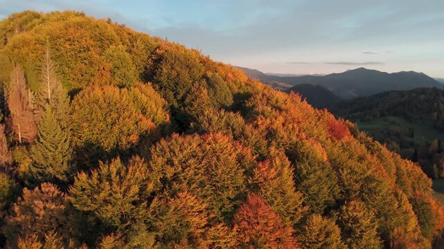 Aerial view of colorful autumn forest on mountain ridge at sunset