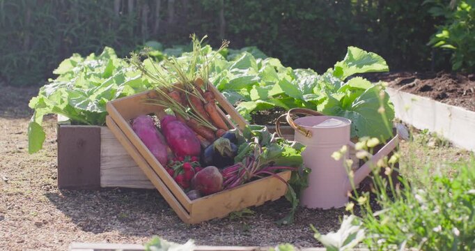 Crate, pink watering can on gravel, sunlight shifting, camera moving forward, highlighting produce