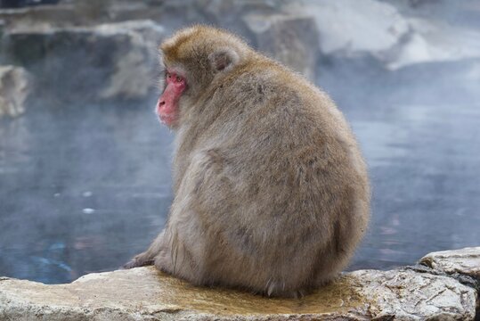 地獄谷で温泉に浸かるニホンザルの冬の情景
Japanese snow monkey relaxing in a hot spring at Jigokudani
