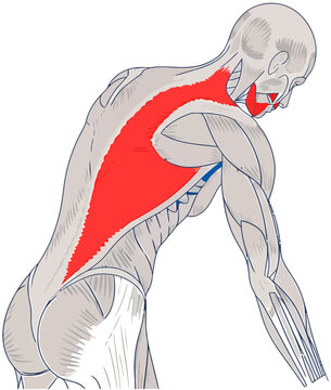 Anatomical illustration of the trapezius muscle highlighted in red on a posterior view of the human torso