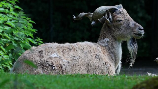 Turkmenian markhor, Capra falconeri heptneri. The name of this species comes from the shape of horns, twisting like a corkscrew or screw. Markhor is one of the symbols of Pakistan