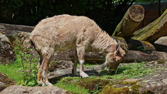 Turkmenian markhor, Capra falconeri heptneri. The name of this species comes from the shape of horns, twisting like a corkscrew or screw. Markhor is one of the symbols of Pakistan
