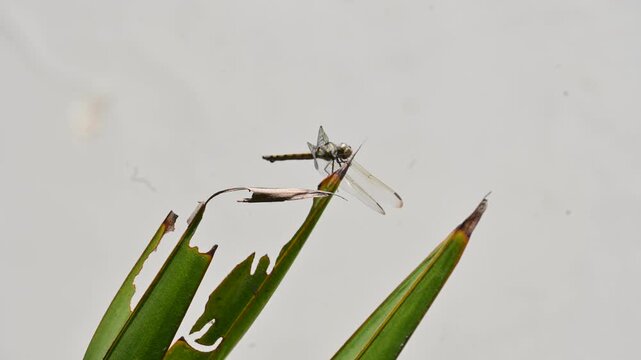 Pantala flavescens dragonfly. Its other names globe skimmer,&nbsp;globe wanderer dragonfly and wandering glider. It &nbsp;is a wide ranging&nbsp;dragonfly&nbsp;of the family&nbsp;Libellulidae.