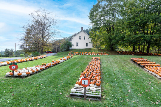 pumkins in a row