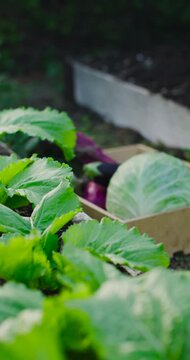 Revealing leafy green plants and wooden crate holding head of cabbage with eggplants in backyard
