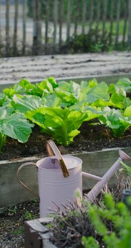 Vertical video: Camera panning up right, showing raised planter with lettuce and pink watering can