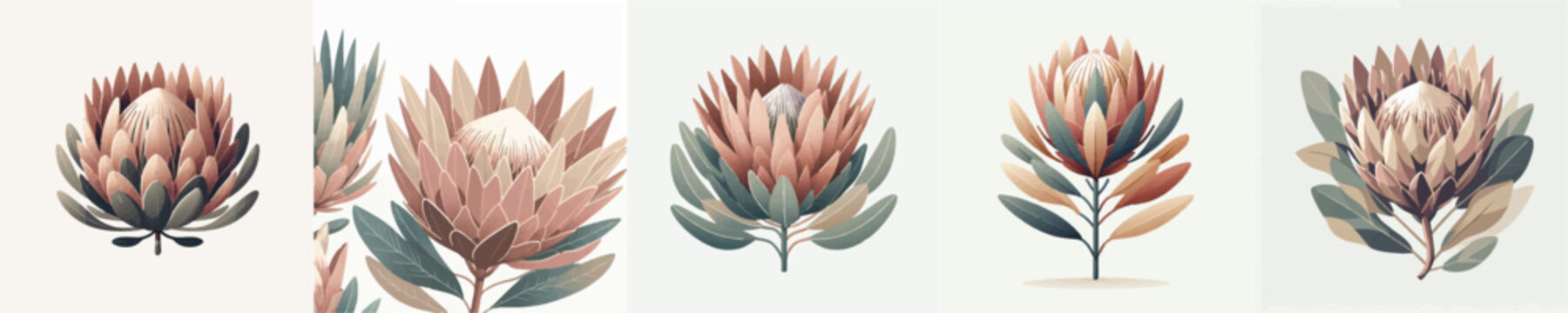 Vector of protea flower