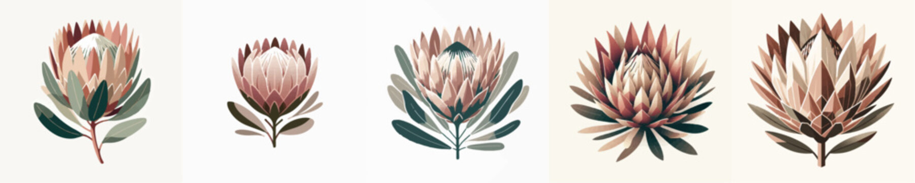 Vector of protea flower