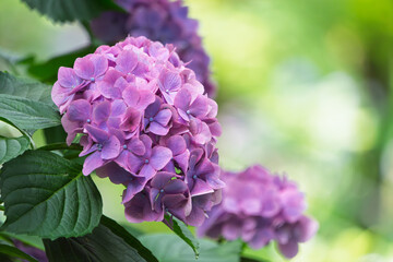 Fototapeta premium 鮮やかに咲く紫色の紫陽花。初夏の梅雨時を彩る美しいアジサイの花。右側に大きなコピースペースのある自然な背景素材。