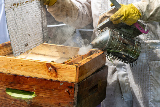 Apiculteur utilisant un enfumoir sur une ruche en bois pour calmer les abeilles lors de la r&eacute;colte de miel
