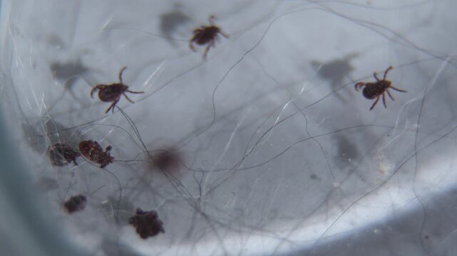 Laboratory studies of parasites. The encephalitis tick and its colonies.