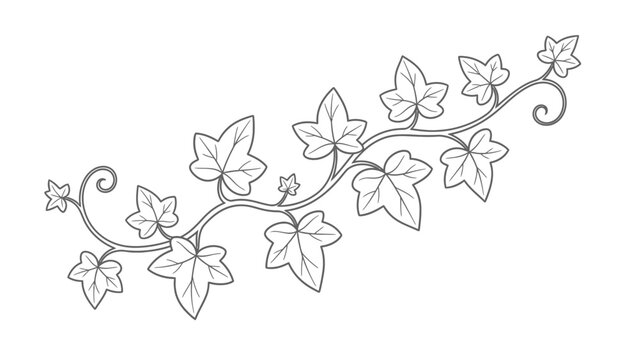 Decorative ivy vine with leaves and swirls