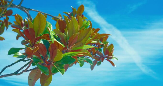 Southern Magnolia branch with glossy leaves against blue sky, copy space