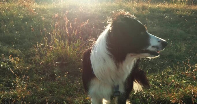 A funny black and white border collie sits in tall green grass and smiles. The fur shines and flutters in the wind.