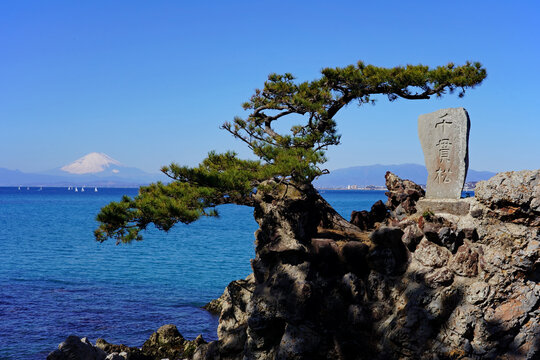 森戸神社の奥にひっそりと佇む千貫松と富士山