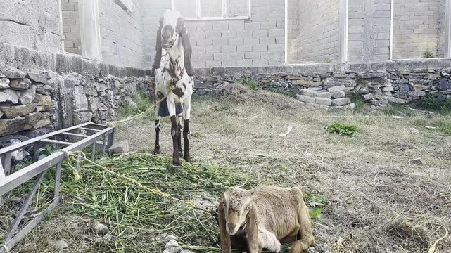 Goat Bleating with Her Young Kid on a Farm