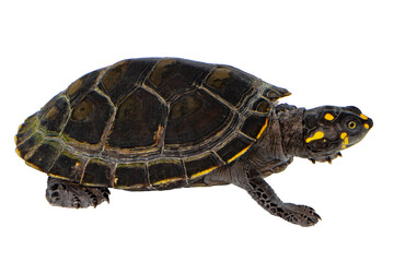 Fototapeta premium Yellow Spotted River Turtle, Podocnemis unifilis