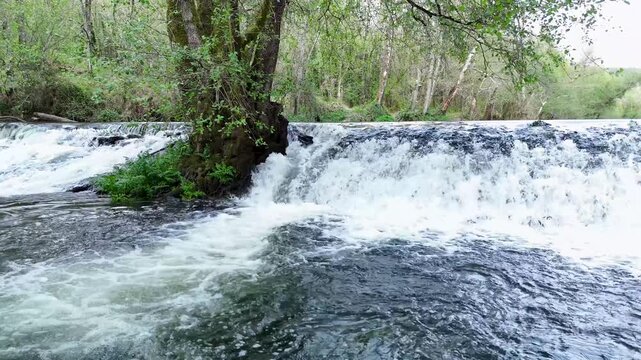 Rushing river water cascading over a weir in a lush green forest
