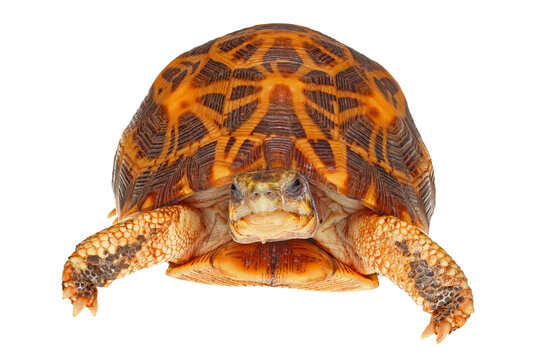 Spider tortoise, Pyxis arachnoides, white background.