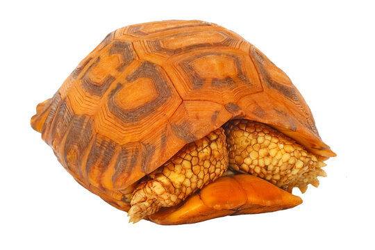 Flat-tailed tortoise, Pyxis plannicauda, tucked into its shell for protection, on white background.