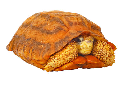 Flat-tailed tortoise, Pyxis plannicauda, white background.