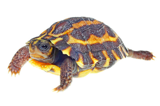 Flat-tailed tortoise, Pyxis plannicauda, hatchling on white.