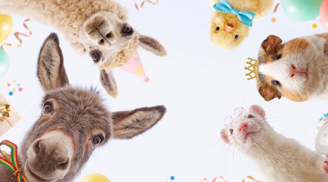 Funny animals including a donkey, llama, chick, guinea pig, and ferret looking down into the camera at a party with balloons