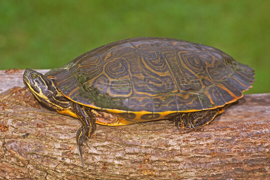 River cooter, Pseudemys concinna