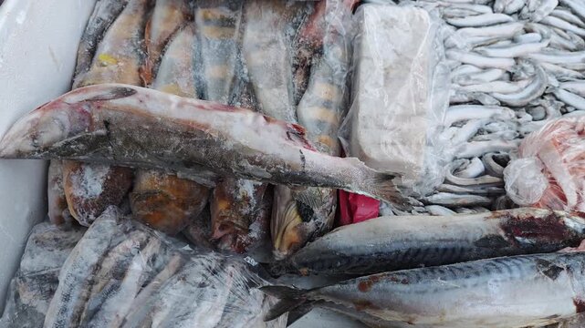 Freshly caught fish displayed in a market setting, showcasing various types including fillets, whole fish, and seafood in a container filled with ice