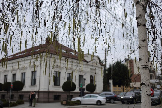 Springtime city sketches on street. Birch blossom. The background is blurred.