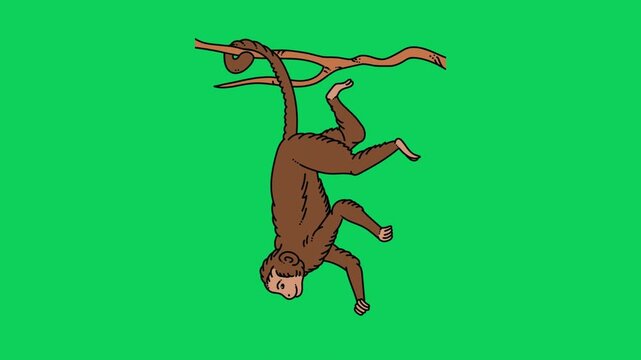 Funny Monkey Hanging on Wooden Stick Animation on Green Screen