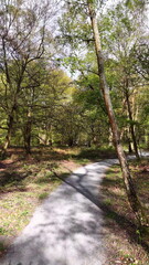 Fototapeta premium Epping Forest Path and Trees Aerial View Essex