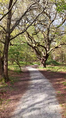 Fototapeta premium Epping Forest Path and Trees Aerial View Essex