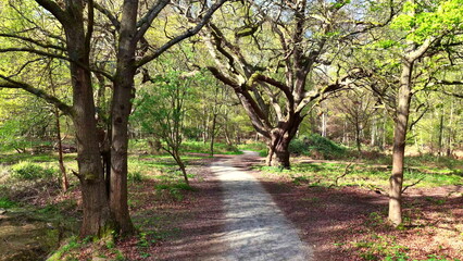 Fototapeta premium Epping Forest Path and Trees Aerial View Essex