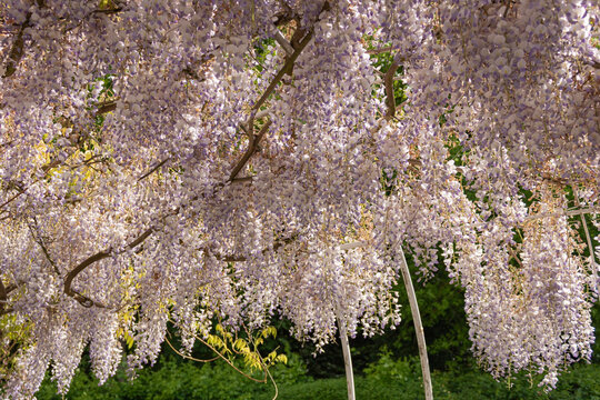 Cascading wisteria flowers in full bloom, purple glycine blossoms in W&uuml;rzburg, Germany