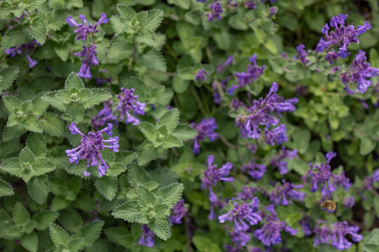Catmint plant with purple flowers in garden, Nepeta in bloom