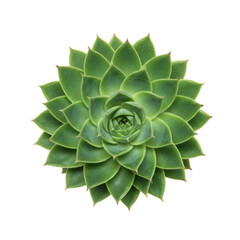 Obraz premium Green succulent plant top view isolated on transparent background