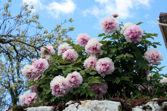 Pivoine arbustive rose dans le jardin