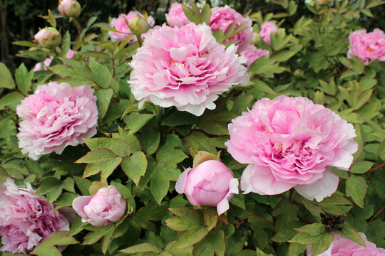 Pivoine arbustive rose dans le jardin