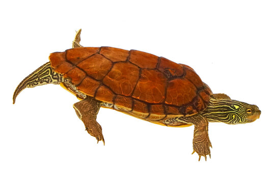 Northern Map Turtle, Graptemys geographica, white background.