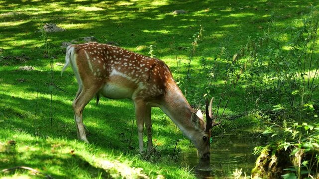The fallow deer, Dama mesopotamica is a ruminant mammal belonging to the family Cervidae.
