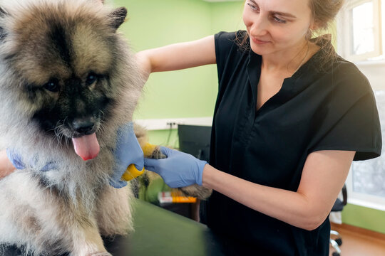 A caring woman in blue gloves meticulously grooms a fluffy, panting Keeshond dog on a table in a bright clinic, tending to its paw with a small tool