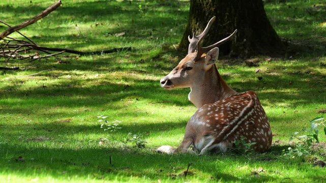 The fallow deer, Dama mesopotamica is a ruminant mammal belonging to the family Cervidae.