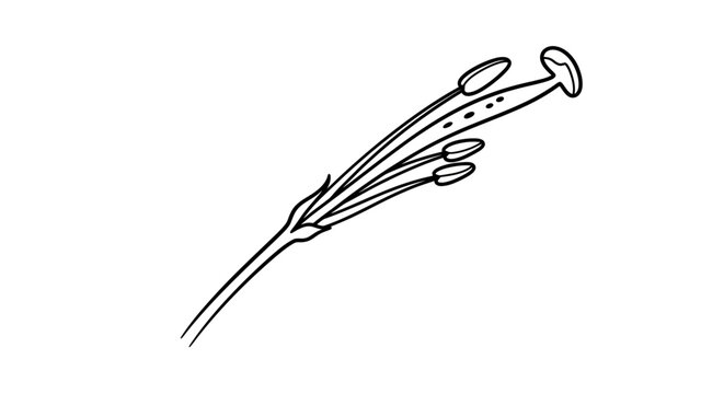 Minimalist floral line art drawing of a botanical stamen on a white background