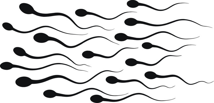 Sperm swimming on white background Keywords: sperm, spermatozoon, reproduction, fertility