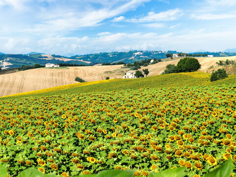Endless Sunflower Field in the Rolling Hills of Marche, Italy