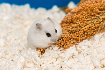 Pet rodent stripping seeds from the millet panicle to make hoards in a hidden place © Ирина Орлова