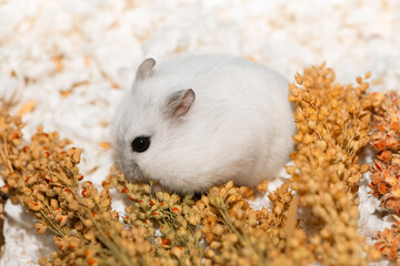 Cute Djungarian hamster is hoarding seeds from a proso millet panicle into its cheek pouches, side view © Ирина Орлова