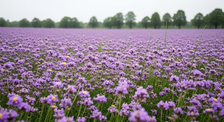 Fototapeta premium Vibrant field of purple flowers stretching to the horizon under a cloudy sky.