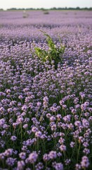 Obraz premium Sea of Purple - A Vibrant Field of Flowering Chives with Green Accent.